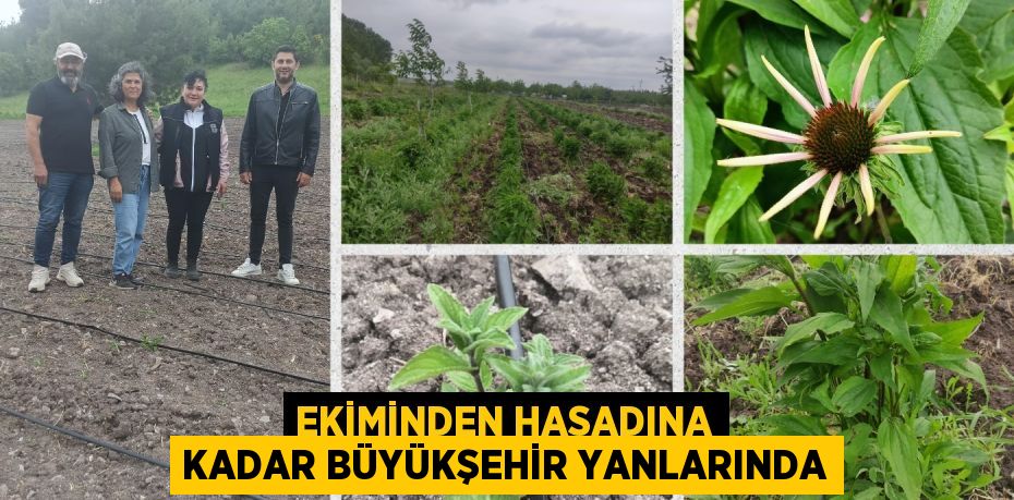 EKİMİNDEN HASADINA KADAR BÜYÜKŞEHİR YANLARINDA