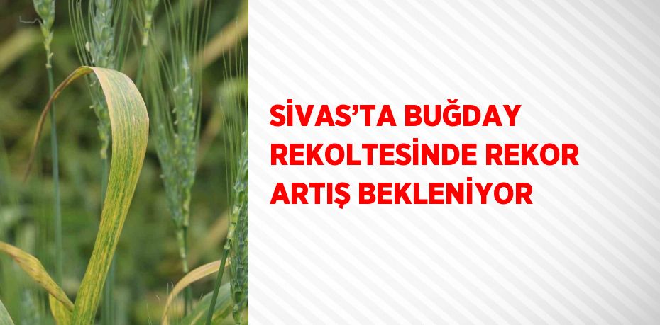 SİVAS’TA BUĞDAY REKOLTESİNDE REKOR ARTIŞ BEKLENİYOR