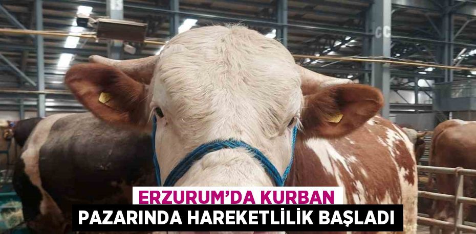 ERZURUM’DA KURBAN PAZARINDA HAREKETLİLİK BAŞLADI