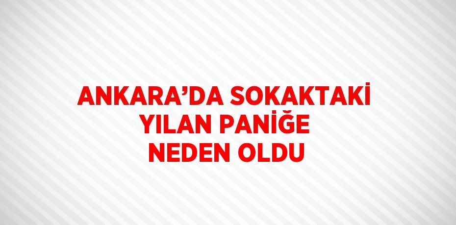 ANKARA’DA SOKAKTAKİ YILAN PANİĞE NEDEN OLDU