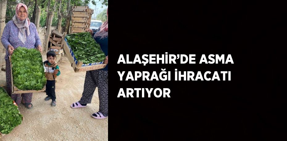 ALAŞEHİR’DE ASMA YAPRAĞI İHRACATI ARTIYOR