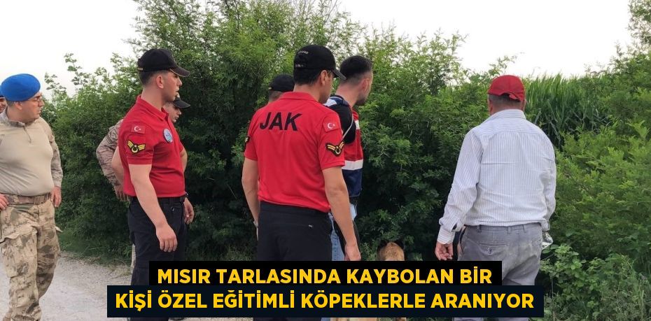 MISIR TARLASINDA KAYBOLAN BİR KİŞİ ÖZEL EĞİTİMLİ KÖPEKLERLE ARANIYOR