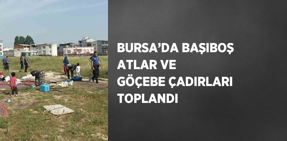 BURSA’DA BAŞIBOŞ ATLAR VE GÖÇEBE ÇADIRLARI TOPLANDI