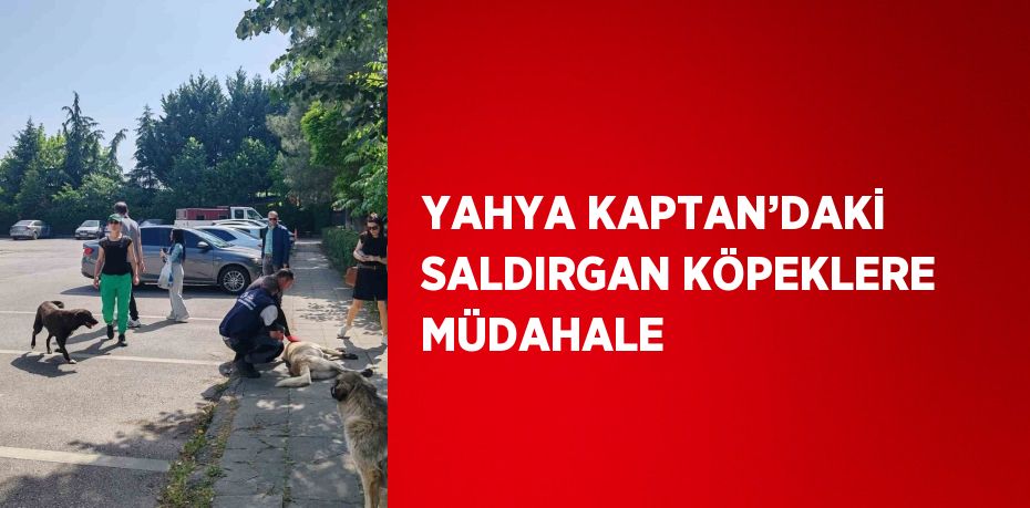 YAHYA KAPTAN’DAKİ SALDIRGAN KÖPEKLERE MÜDAHALE