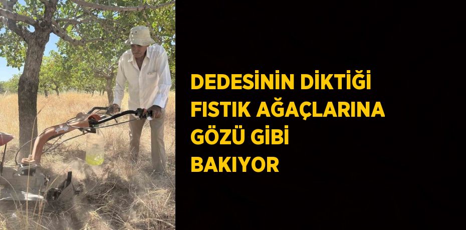 DEDESİNİN DİKTİĞİ FISTIK AĞAÇLARINA GÖZÜ GİBİ BAKIYOR