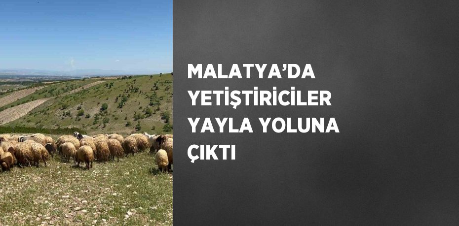 MALATYA’DA YETİŞTİRİCİLER YAYLA YOLUNA ÇIKTI