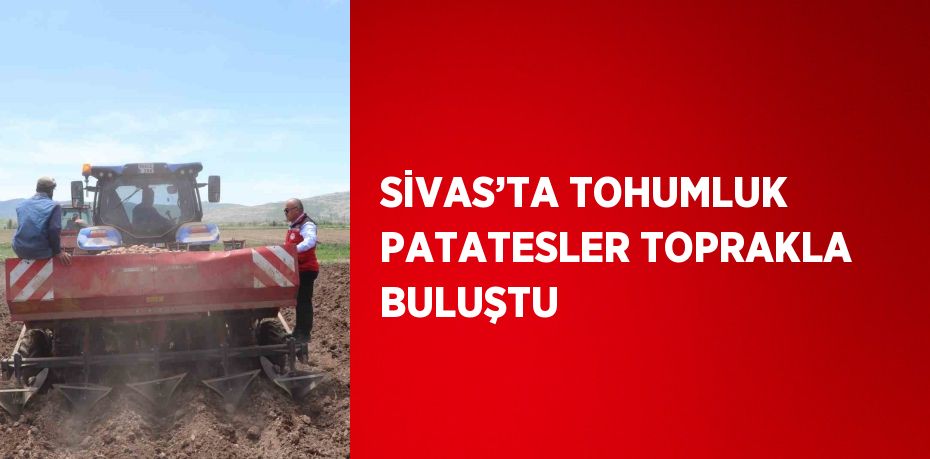 SİVAS’TA TOHUMLUK PATATESLER TOPRAKLA BULUŞTU