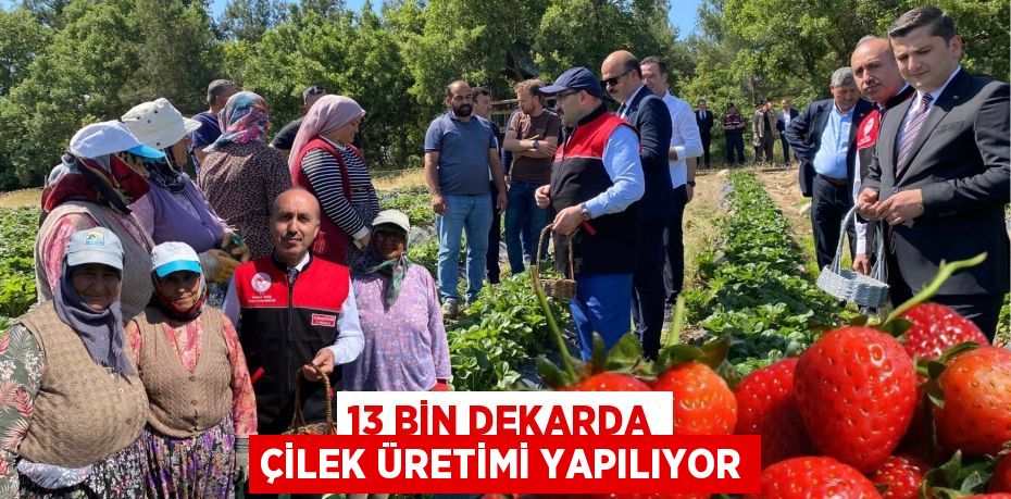 13 BİN DEKARDA ÇİLEK ÜRETİMİ YAPILIYOR