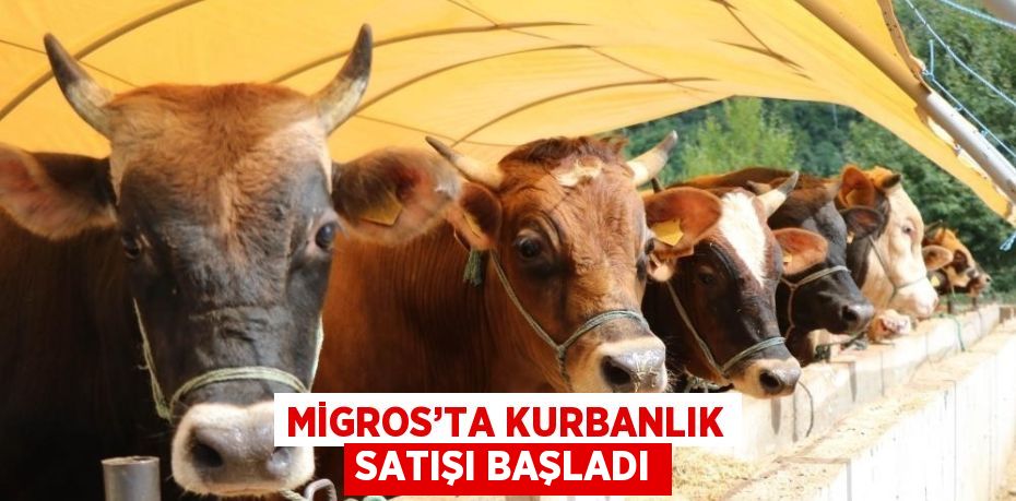 MİGROS’TA KURBANLIK SATIŞI BAŞLADI