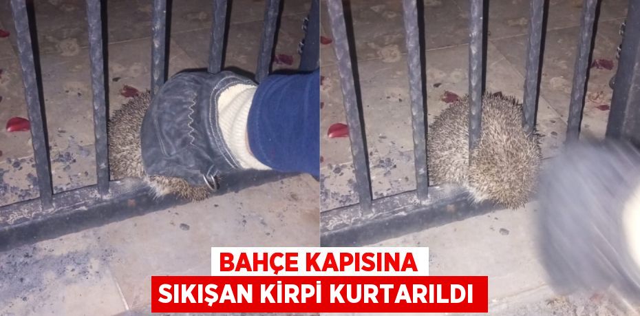 BAHÇE KAPISINA SIKIŞAN KİRPİ KURTARILDI