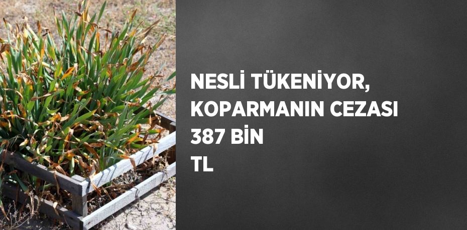 NESLİ TÜKENİYOR, KOPARMANIN CEZASI 387 BİN TL