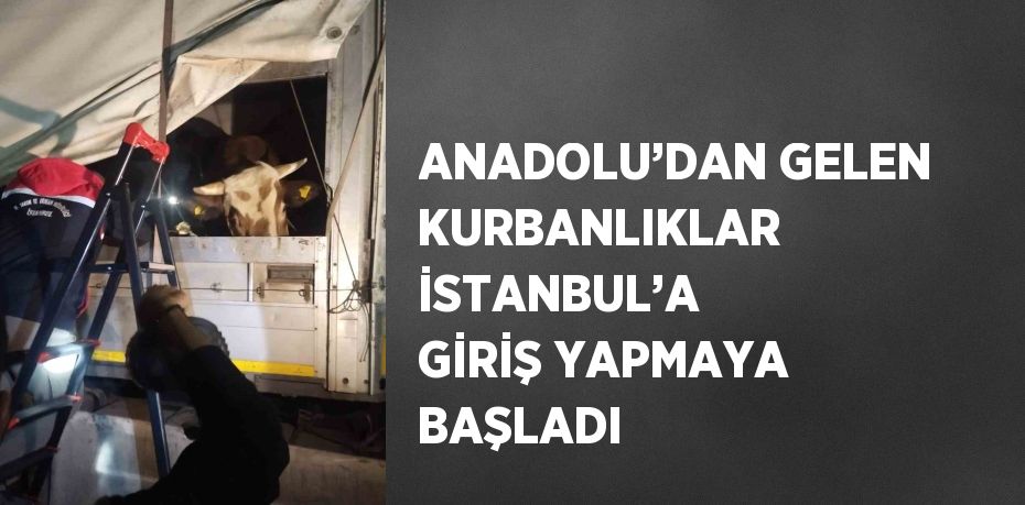 ANADOLU’DAN GELEN KURBANLIKLAR İSTANBUL’A GİRİŞ YAPMAYA BAŞLADI