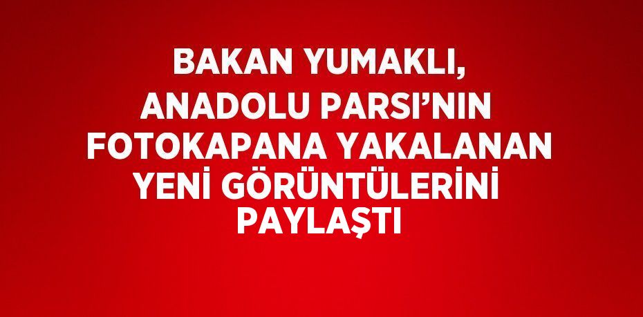 BAKAN YUMAKLI, ANADOLU PARSI’NIN FOTOKAPANA YAKALANAN YENİ GÖRÜNTÜLERİNİ PAYLAŞTI