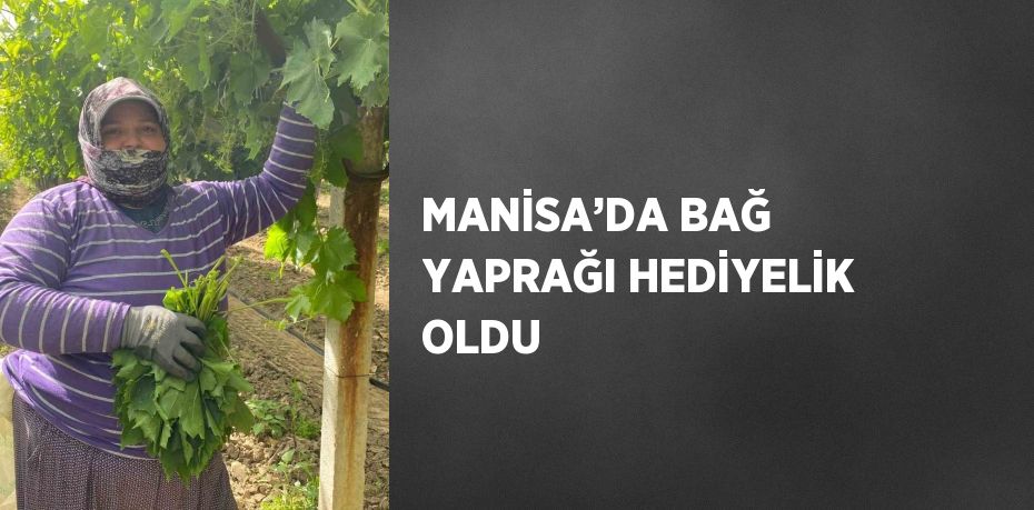 MANİSA’DA BAĞ YAPRAĞI HEDİYELİK OLDU