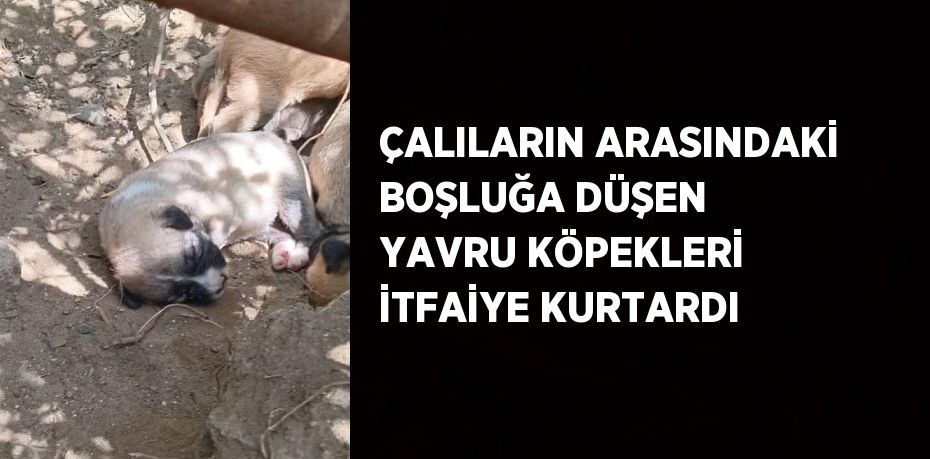 ÇALILARIN ARASINDAKİ BOŞLUĞA DÜŞEN YAVRU KÖPEKLERİ İTFAİYE KURTARDI