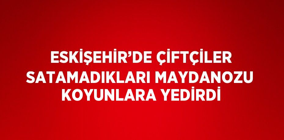 ESKİŞEHİR’DE ÇİFTÇİLER SATAMADIKLARI MAYDANOZU KOYUNLARA YEDİRDİ