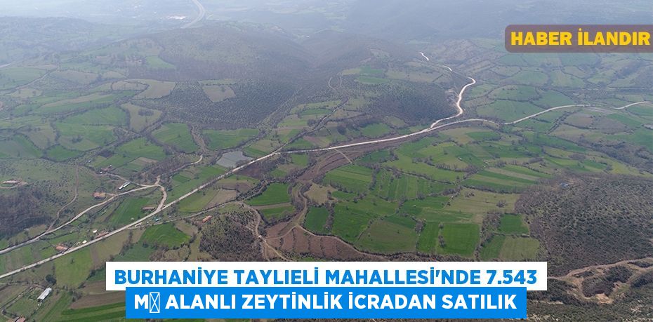 Burhaniye Taylıeli Mahallesi'nde 7.543 m² alanlı zeytinlik icradan satılık