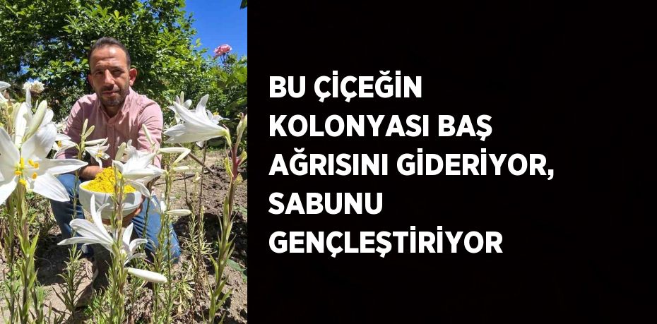 BU ÇİÇEĞİN KOLONYASI BAŞ AĞRISINI GİDERİYOR, SABUNU GENÇLEŞTİRİYOR