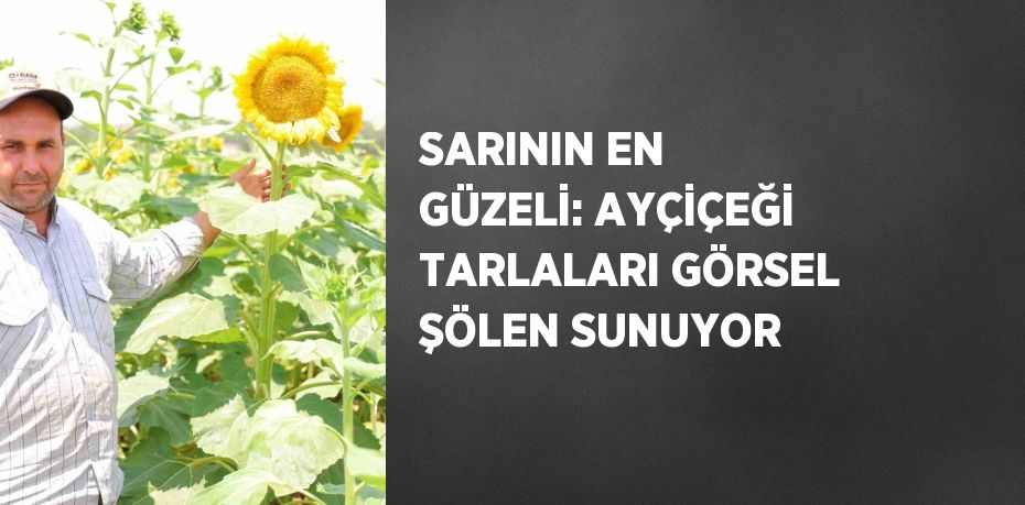 SARININ EN GÜZELİ: AYÇİÇEĞİ TARLALARI GÖRSEL ŞÖLEN SUNUYOR