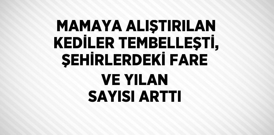 MAMAYA ALIŞTIRILAN KEDİLER TEMBELLEŞTİ, ŞEHİRLERDEKİ FARE VE YILAN SAYISI ARTTI