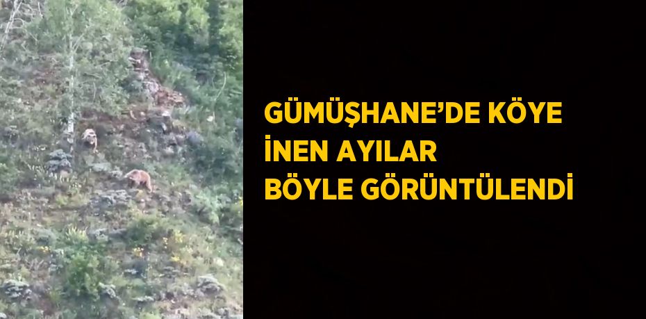 GÜMÜŞHANE’DE KÖYE İNEN AYILAR BÖYLE GÖRÜNTÜLENDİ
