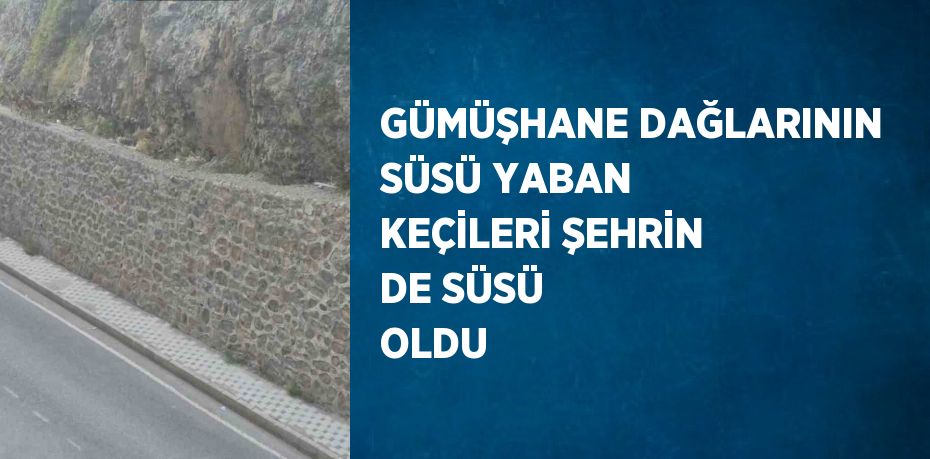 GÜMÜŞHANE DAĞLARININ SÜSÜ YABAN KEÇİLERİ ŞEHRİN DE SÜSÜ OLDU