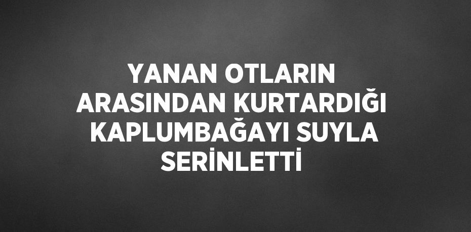 YANAN OTLARIN ARASINDAN KURTARDIĞI KAPLUMBAĞAYI SUYLA SERİNLETTİ