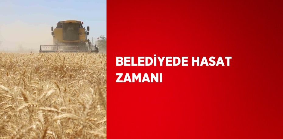 BELEDİYEDE HASAT ZAMANI