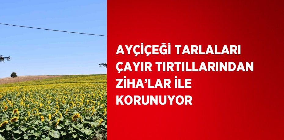 AYÇİÇEĞİ TARLALARI ÇAYIR TIRTILLARINDAN ZİHA’LAR İLE KORUNUYOR