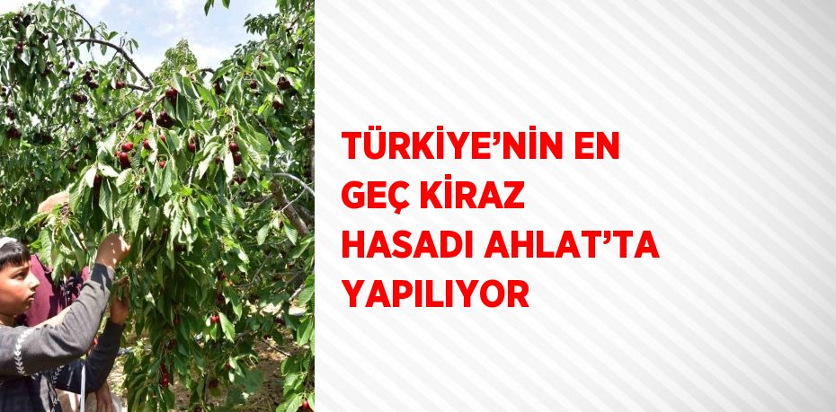 TÜRKİYE’NİN EN GEÇ KİRAZ HASADI AHLAT’TA YAPILIYOR