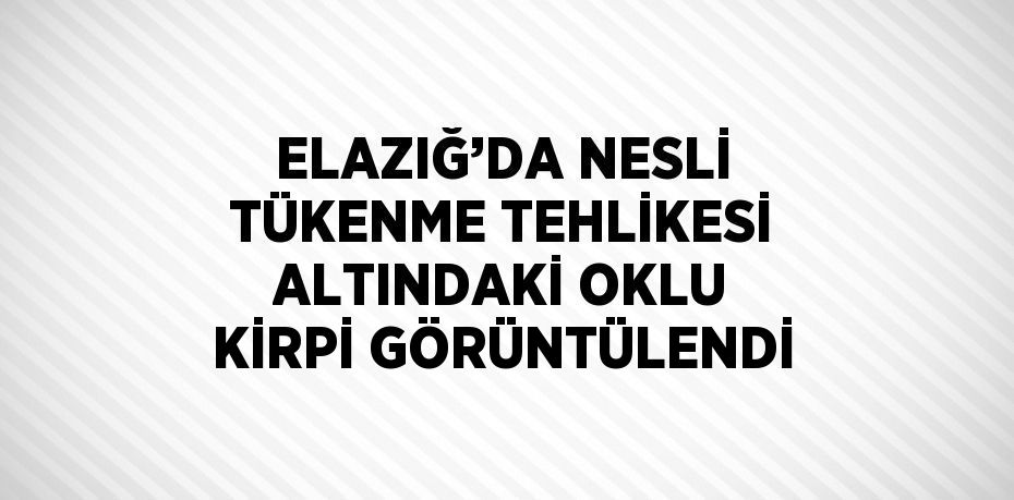 ELAZIĞ’DA NESLİ TÜKENME TEHLİKESİ ALTINDAKİ OKLU KİRPİ GÖRÜNTÜLENDİ