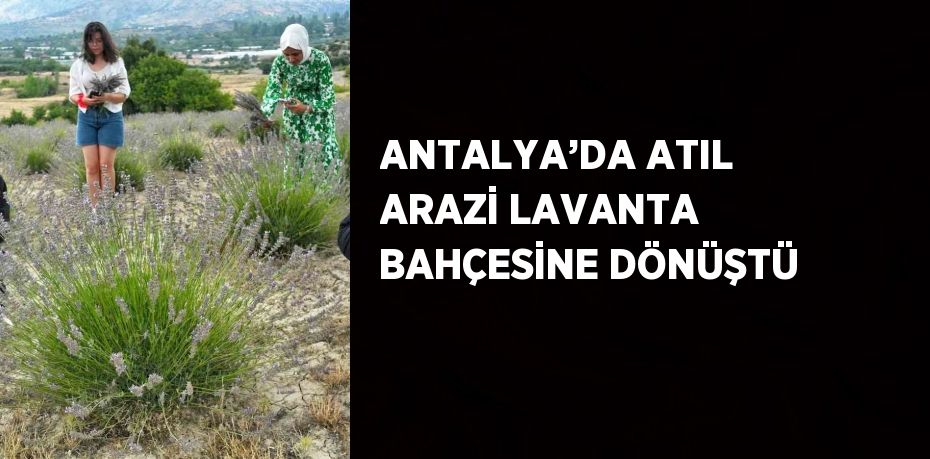 ANTALYA’DA ATIL ARAZİ LAVANTA BAHÇESİNE DÖNÜŞTÜ