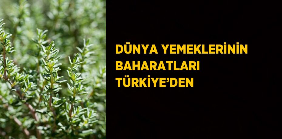 DÜNYA YEMEKLERİNİN BAHARATLARI TÜRKİYE’DEN