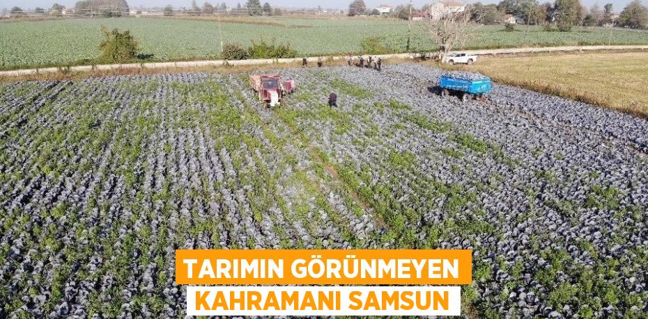 TARIMIN GÖRÜNMEYEN KAHRAMANI SAMSUN