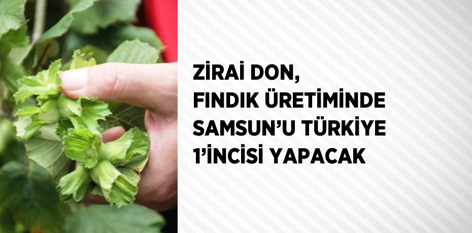 ZİRAİ DON, FINDIK ÜRETİMİNDE SAMSUN’U TÜRKİYE 1’İNCİSİ YAPACAK
