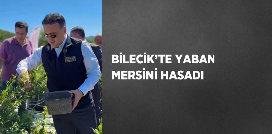 BİLECİK’TE YABAN MERSİNİ HASADI