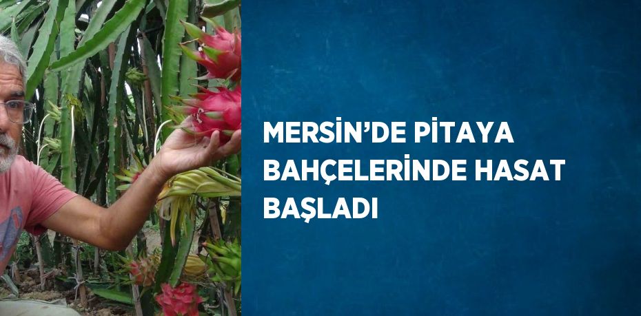 MERSİN’DE PİTAYA BAHÇELERİNDE HASAT BAŞLADI