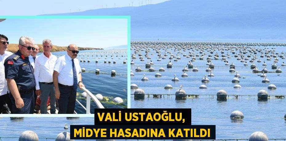 Vali Ustaoğlu, midye hasadına katıldı