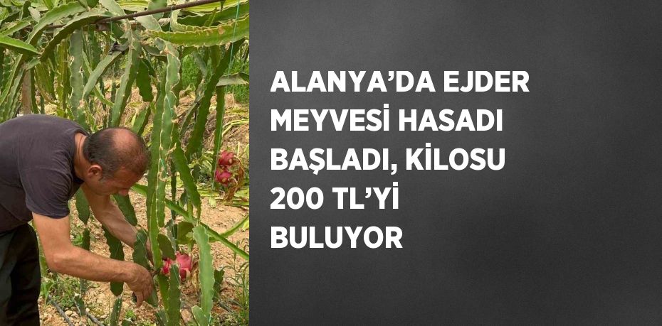 ALANYA’DA EJDER MEYVESİ HASADI BAŞLADI, KİLOSU 200 TL’Yİ BULUYOR