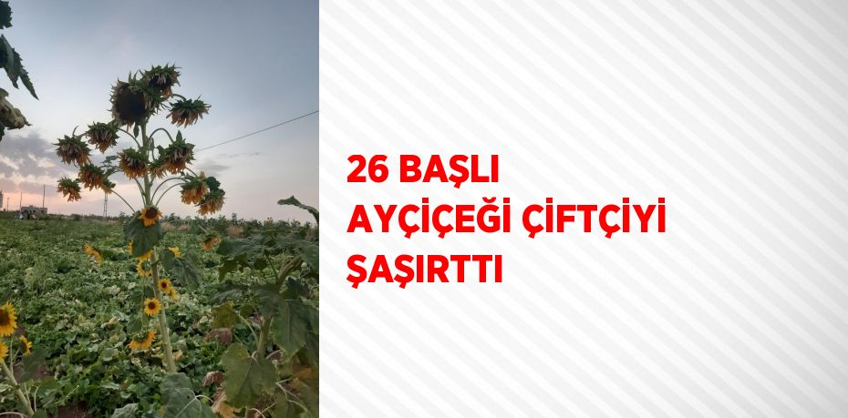 26 BAŞLI AYÇİÇEĞİ ÇİFTÇİYİ ŞAŞIRTTI