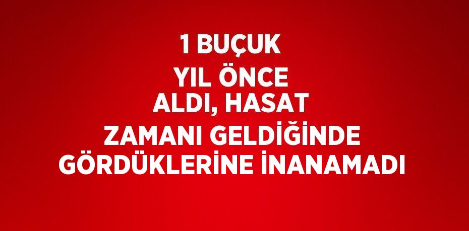 1 BUÇUK YIL ÖNCE ALDI, HASAT ZAMANI GELDİĞİNDE GÖRDÜKLERİNE İNANAMADI