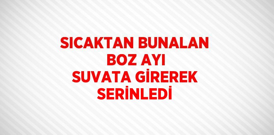 SICAKTAN BUNALAN BOZ AYI SUVATA GİREREK SERİNLEDİ