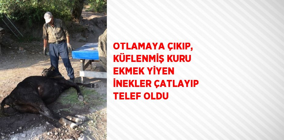 OTLAMAYA ÇIKIP, KÜFLENMİŞ KURU EKMEK YİYEN İNEKLER ÇATLAYIP TELEF OLDU