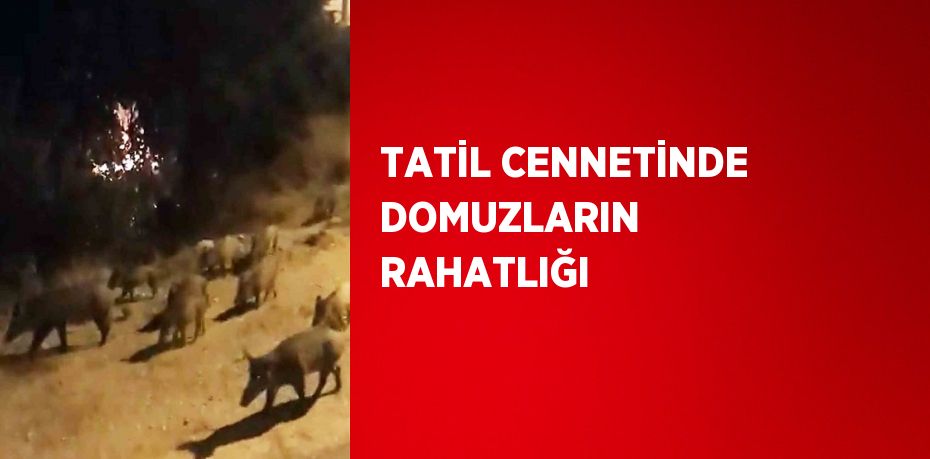 TATİL CENNETİNDE DOMUZLARIN RAHATLIĞI