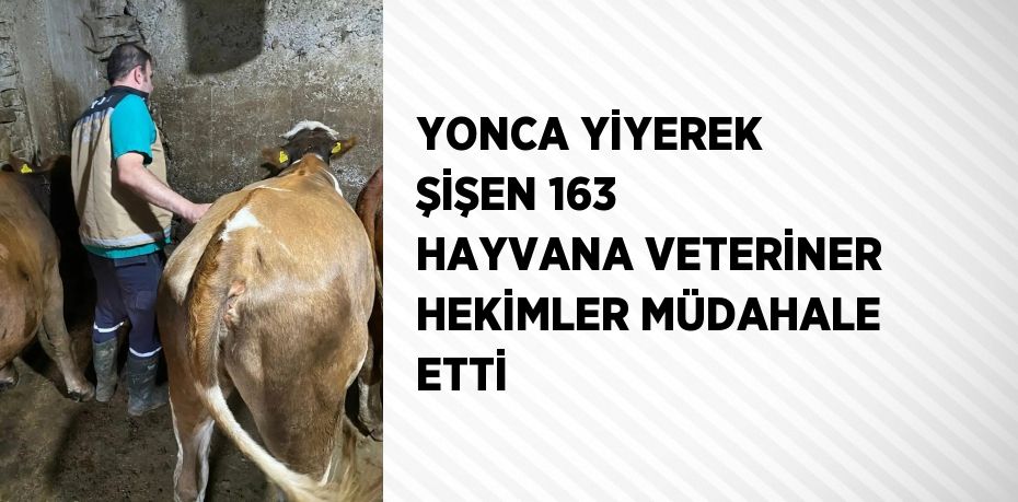 YONCA YİYEREK ŞİŞEN 163 HAYVANA VETERİNER HEKİMLER MÜDAHALE ETTİ