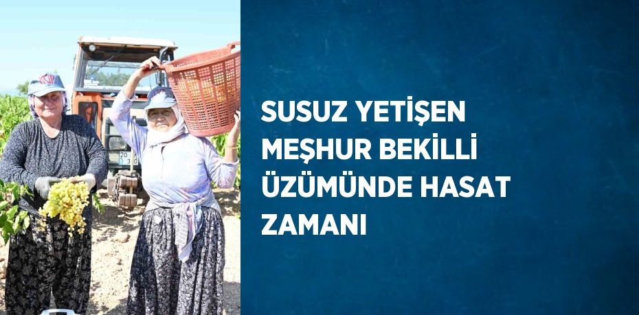 SUSUZ YETİŞEN MEŞHUR BEKİLLİ ÜZÜMÜNDE HASAT ZAMANI