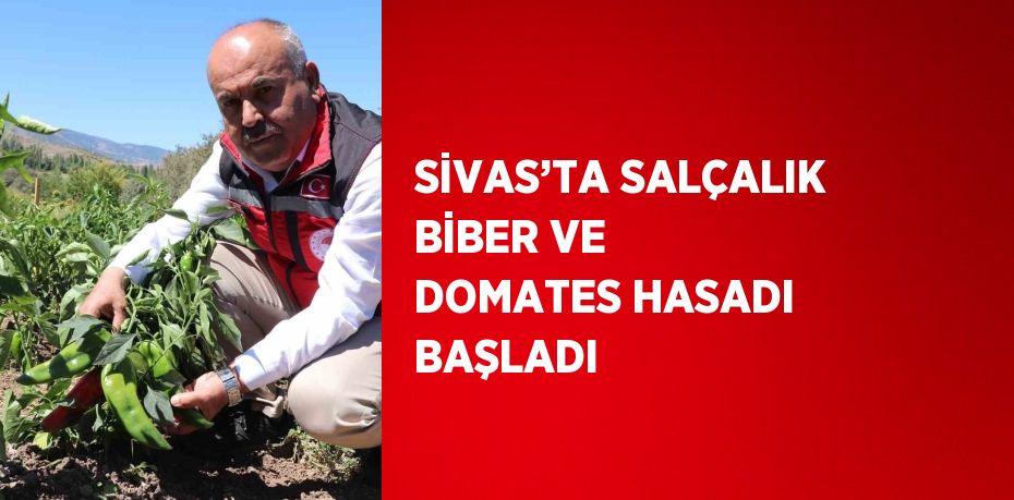 SİVAS’TA SALÇALIK BİBER VE DOMATES HASADI BAŞLADI