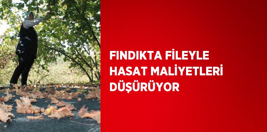 FINDIKTA FİLEYLE HASAT MALİYETLERİ DÜŞÜRÜYOR