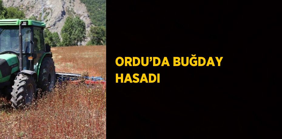 ORDU’DA BUĞDAY HASADI