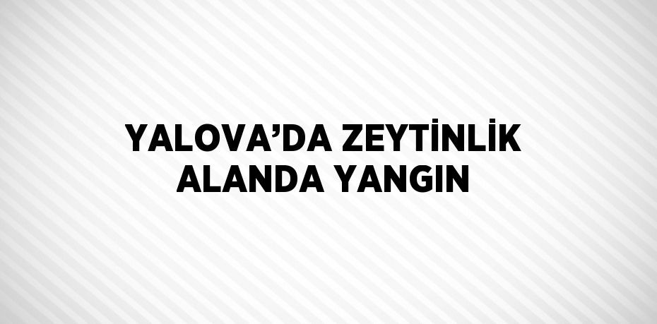 YALOVA’DA ZEYTİNLİK ALANDA YANGIN